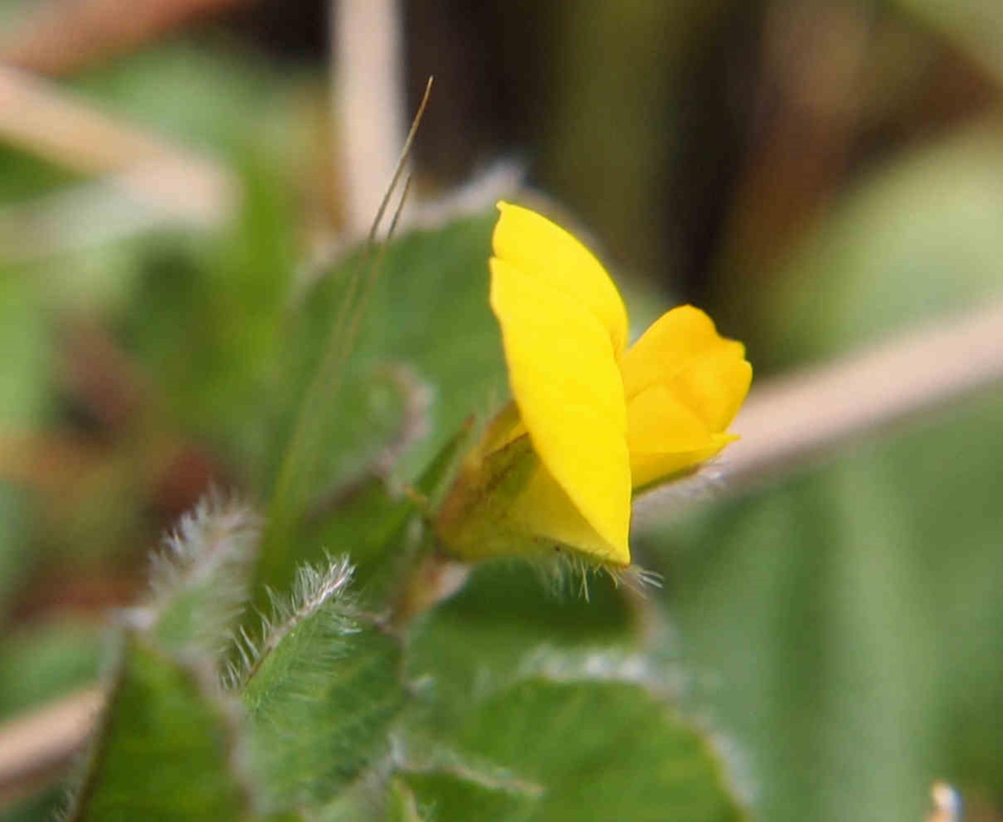 Bird's-foot trefoil, Dwarf